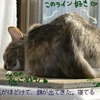 外見てたら寝た…５日の朝