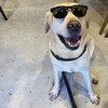 バディ、頑張れ！