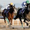 競馬初心者必見☆馬券予想🔥〜チャンピオンズC〜古豪の連覇に期待大！〜