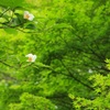 夏椿