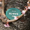 まんぼぅくん、上野公園　寒桜　その2