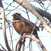 鳥撮日記　出遅れた鳥撮ではガビチョウしか撮れません😢