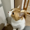 今日も食いしん坊な愛猫のご飯係をしています。