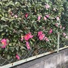 山茶花