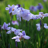 須磨離宮公園の花菖蒲