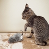 猫と楽しく遊ぶ方法、ネズミのおもちゃ編