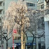 桜田門前😊素敵な桜