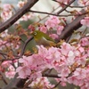 河津桜の花見