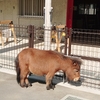 板橋こども動物園