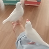 ノア🐦️のこと❤️