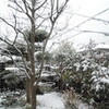 庭にうっすらと雪