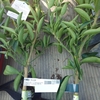せとか苗を植える