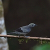 Palm Tanager ヤシフウキンチョウ