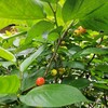 サクランボの木。防鳥ではなく防虫になったネット掛け。＜2025年4月27日＞
