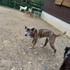 老犬ホームあん｜新人さん ほのか^^