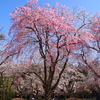 樹木公園