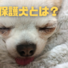 大阪の保護犬カフェでロングコートチワワを譲渡してもらった話の詳細と最近のスズさん。