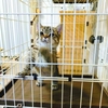 ”わさび”日記　子猫のマンチカンを初めて迎える奮闘記　Part1