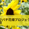 愛知県田原市「伊良湖菜の花ガーデン」 ミツバチとひまわりで地域産業創出「ミツバチ花畑プロジェクト」始動