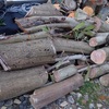 薪の原木　どんどん持ち込んで　Logs for firewood