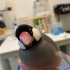 わらびの放鳥