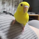 ペットと暮らす独身看護師の日誌