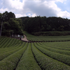 故郷探訪～和束町周辺をサイクリング～