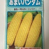 トウモロコシ水耕栽培②