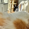 寝そべってると猫なのかなんなのか。