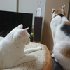 感情の豊かな猫