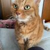 腸炎に悩まされてます（猫の）