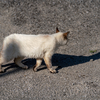 深島のねこさん