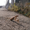 晩秋のカマキリ