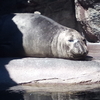 そうだ、山形に行こう。～鶴岡編～　その３　(加茂水族館)