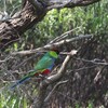 ユーカリインコ(Red-capped Parrot)