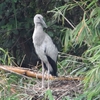 Asian Openbill スキハシコウ (インドの鳥その88)