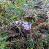 今日の一枚－芝桜の狂い咲き