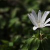 今日の花開く道北