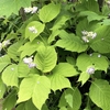 青花銀梅草(アオバナギンバイソウ)