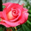 ～≪薔薇が咲きました！／マイガーデン便り⑤≫～