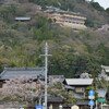 太郎坊山の桜（東近江）その２