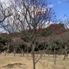 今日の荒山公園梅林。