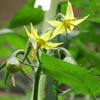 トマト 花の時期