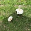 白いきのこは毒キノコ？外で見かけるやつ