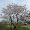 綺麗な桜が咲いた途端に大雨。やはりビジネスと同じタイミングが大事。