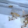 アリ飼育日記  オオズアリ近況