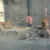 桐生が岡公園のライオンです