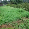 東側荒れ庭草刈り