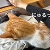 ずっとお膝にいてくれていいのに。