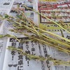 ゴマの収穫＆ハロウイン探し！